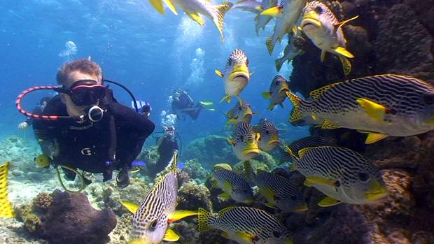 A diver observes some fish in the Great Barrier Reef near Lizard Island Resort, Australia.