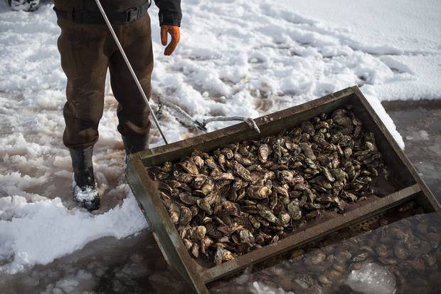 The men were supposed to harvest more, but some trays get temporarily lost under the ice. They’ll find them again in the spring.