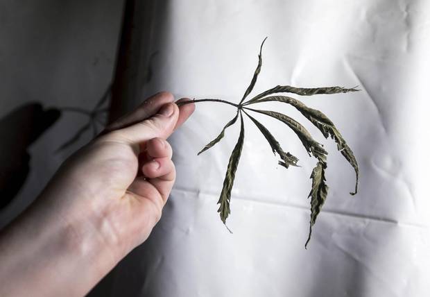 The last leaf found in a former grow-op building on Kenilworth Ave. in Hamilton.