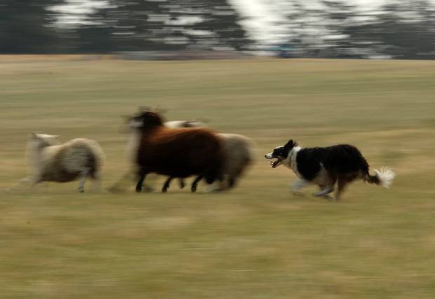 A border collie herds sheep during the competition.