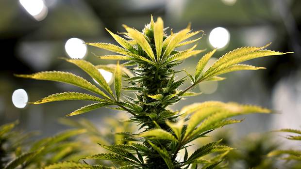 Several states have referendums on marijuana laws on election day.