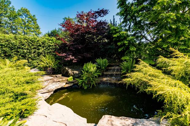 Birds use the pond in the front yard to bathe.