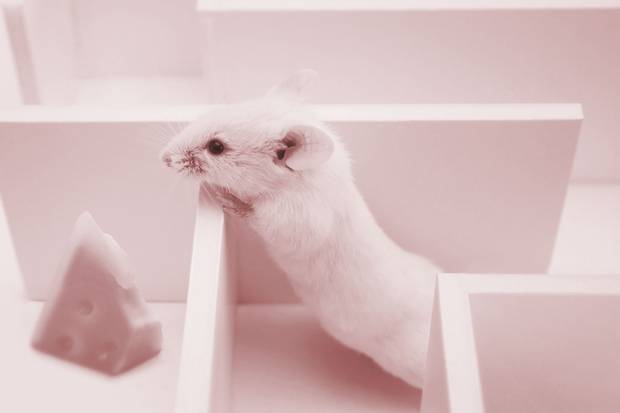 The study of behaviour and the brain has increasingly turned its attention to technology’s power to transform the way we think. It’s come a long way since the era of behaviourists giving animals rewards to figure out how more complex thinking works.