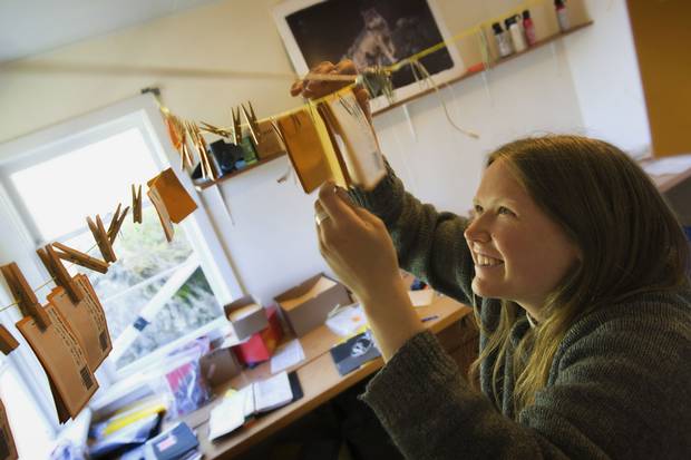 Reviewing samples of the bears' hair in a laboratory, Megan Adams and the researchers were able to learn more about the animals' diet.
