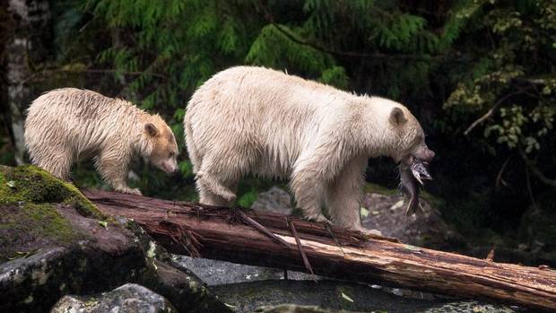 A Kermode bear cub is taught how to fish by its mother in B.C.’s Great Bear Rainforest.