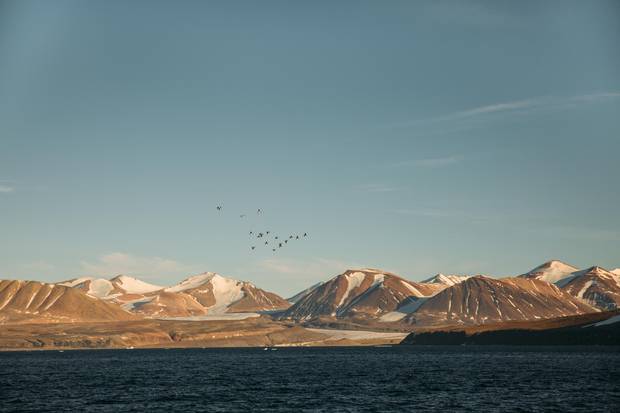 Murres fly in Akpa North Bylot Island Migratory Bird Sanctuary.