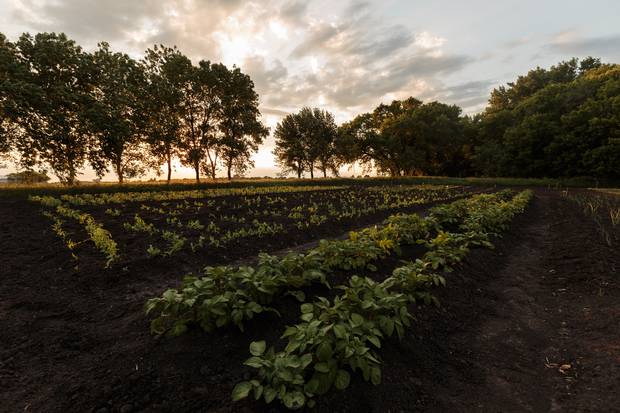 Ahmad Daas' field of dreams, several acres of land leased to him by Shaun Loewen, a retired teacher and principal.