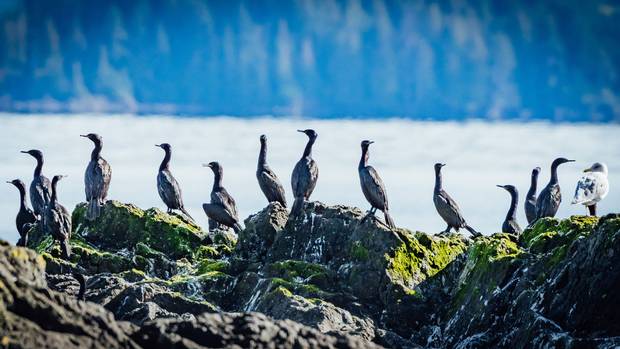 Cormorants near Kay Llnagaay.