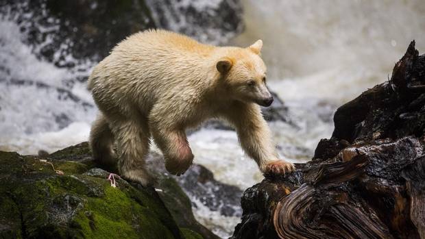 A Kermode bear, also known as a 