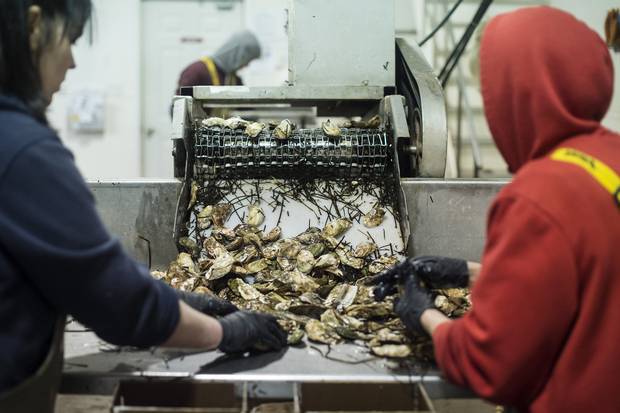 Employees clean and sort oysters at the processing plant at Future Seafood Inc. in Fernwood, PEI.