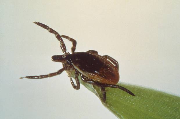 Ticks can attach to any part of the human body but are often found in hard-to-see areas such as the groin, armpits and scalp.