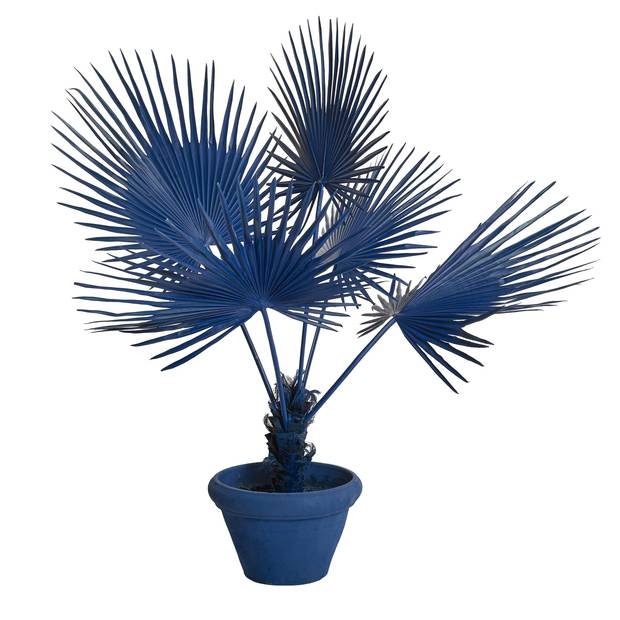 Potted fan palms by Pols Potten.