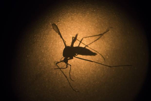 In this Jan. 27, 2016, file photo, an Aedes aegypti mosquito is photographed through a microscope at the Fiocruz institute in Recife, Pernambuco state, Brazil.