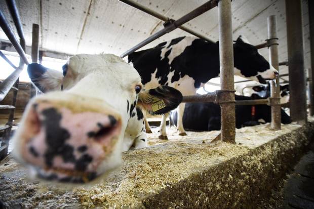 Dairy cows are shown in a barn on a farm in Eastern Ontario on Wednesday, April 19, 2017.