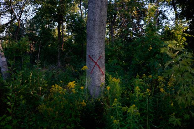 The maple tree whose branch struck an arborist last year stands in Galloway Park, Scarborough.