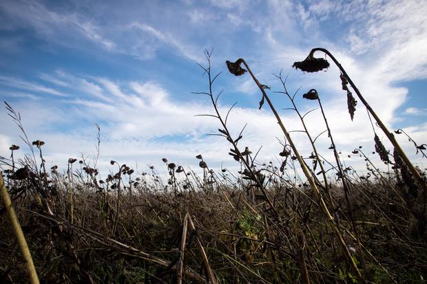 Fallow agricultural land near River Road in Delta, B.C. Metro Vancouver now estimates fully half of its agricultural land is not being farmed at all.