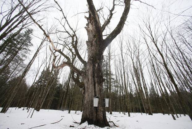 Tapped trees at Gereli Farm in Shefford, Que., in April 2014.