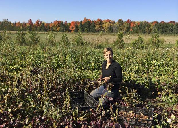 Gillian Flies, Brent Preston’s wife, works in the field on their farm near Shelburne, Ont.