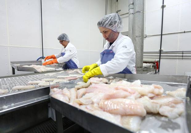 Rexene Daley and Lisa Barrett work on the cod fillett line at the Icewater Seafood plant in Arnold's Cove, NL on Tuesday, November 14, 2017.