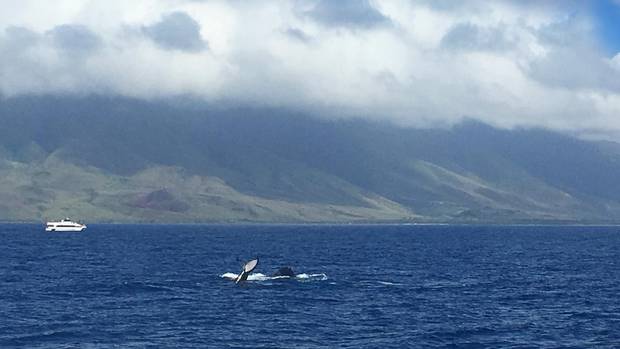 Tourists scanned the water's surface for a glimpse of a tail or a burst of a spout from one of the Alaska humpback whales in these waters.