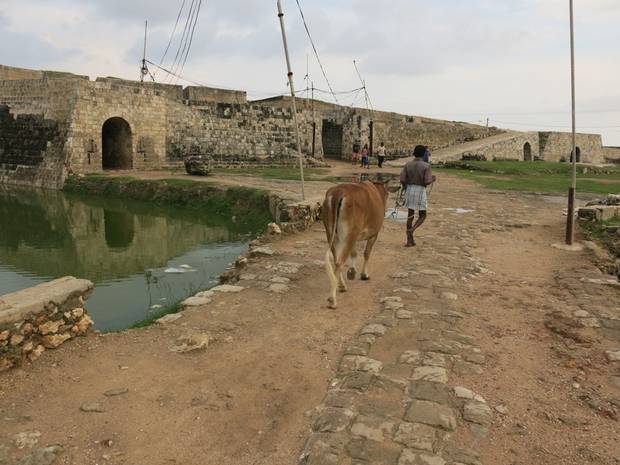 Jaffna Fort, built during the Portuguese occupation of Sri Lanka. During the war, it was controlled by the Tamil Tigers until 1995, and then taken by the Sri Lankan Army. Now, it's mostly a historical site locals and visitors come to and one where cattle are brought to graze.