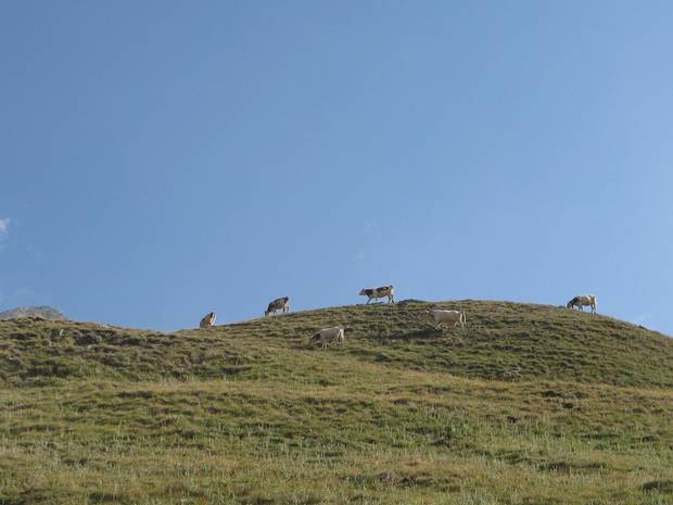 Passing cows en route to the Col d'Agnel, which forms the border with Italy.