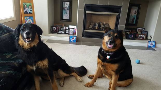 Kujo and Kaluah, two dogs belonging to Fort McMurray evacuee Chas Coley, 27.