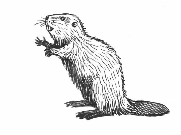 Illustrated by Kent Monkman, the novella sees Chanie's journey witnessed by Anishinaabe spirits that have taken on animals forms.