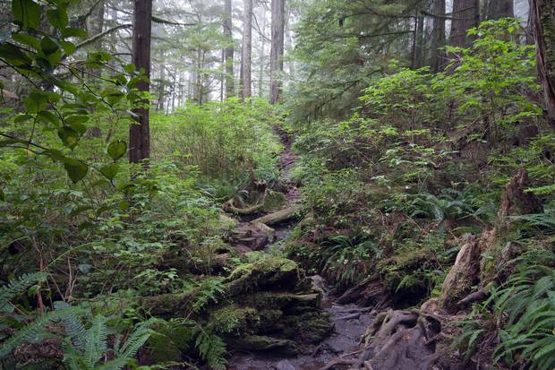 A path through the rain forest on the West Coast Trail in Pacific Rim National Park.
