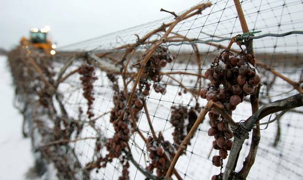 FILE--Ice wine grapes are harvested in Niagara-on-the-Lake, Ont., Friday, Jan. 26, 2007. A federal foreign development program that gave $108,000 to a Niagara winery to study ice wine prospects in China is under review by the Harper government. The same business partnership program paid $103,000 to a Montreal company to run a sewing factory in China that makes lingerie. Critics and federal officials alike are asking if such investments are the best use of aid cash. THE CANADIAN PRESS/Dave Chidley