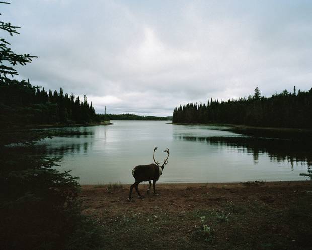 Woodland Caribou, Slate Islands, Ontario.