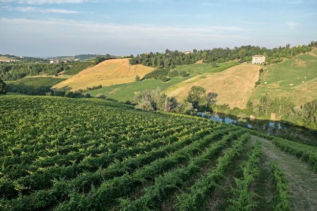 Vineyard in Emilia Romagnaís rolling countryside.