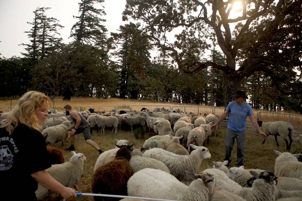 Sheep handlers organize over 150 sheep in a pen before the start of the Sheepdog Trials at Swanwick Ranch.