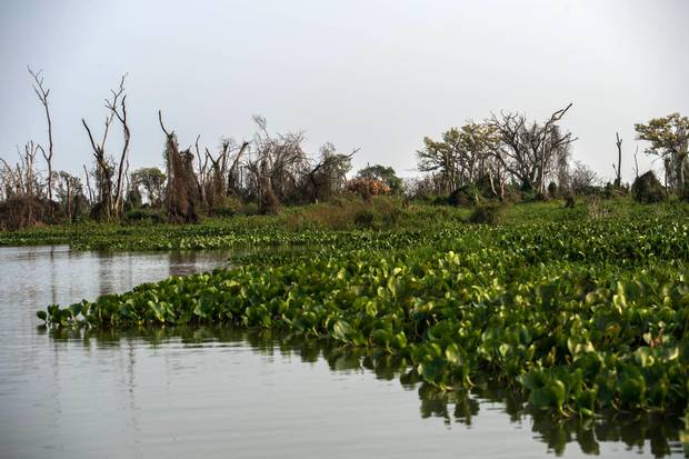 Often referred to as the worlds largest freshwater wetland system, the Pantanal is a stunning biodiversity sanctuary which extends through central-western Brazil, eastern Bolivia and eastern Paraguay.