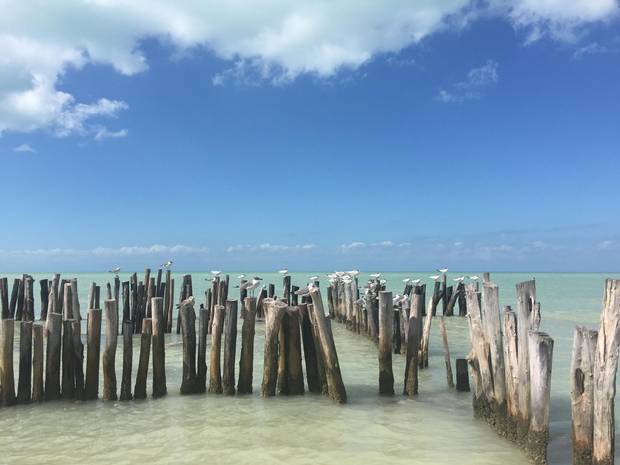 From May to September, sharks congregate offshore and numerous tour companies allow you to swim alongside the world’s largest fish.