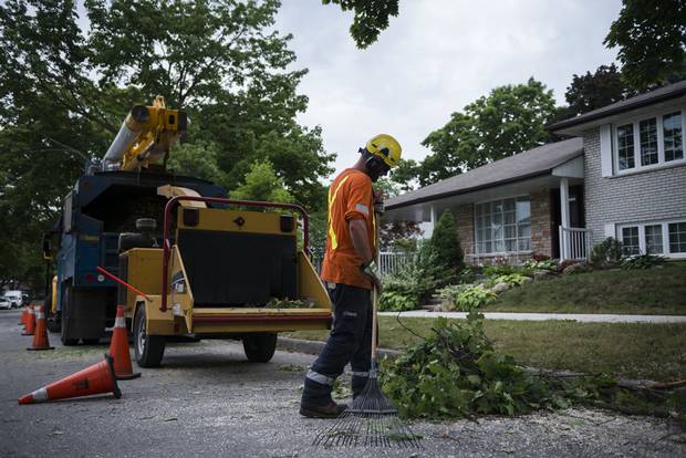In Etobicoke on Friday, July 29 City of Toronto arborists perform maintenance to a tree by cutting off dead and dangerously hanging tree limbs and branches in an effort to increase the tree's lifespan and reduce the hazard of falling and dead branches. The branches, limbs and leaves are then processed through a large woodchipper, and the site is cleaned.