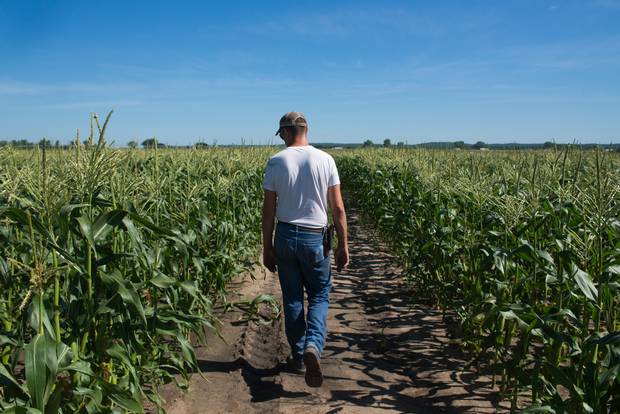 Lowell Neitzel checks on the condition of a plot of sweet corn in Lawrence, Kan.