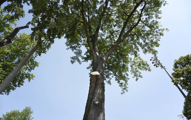 A fresh cut shows on this tree in Dovercourt Park on July 6 2016. This tree was the one that dropped a limb narrowly missing two sisters sitting beneath it.
