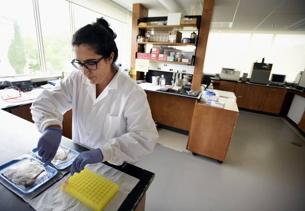 Amanda M. Naaum, Postdoctoral Fellow University of Guelph Biodiversity Institute of Ontario and Centre for Biodiversity Genomics, demonstrates the process for subsampling tissue commercially bought fish for DNA testing on July 11 2016. The Centre for Biodiversity Genomics operates a lab where they've created a system of 
