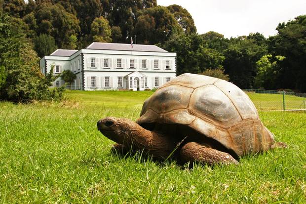 A 185-year-old giant tortoise called Jonathan who likes his thighs tickled is just one of the many wonders of the island.