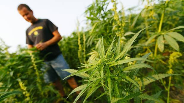Jim Rogers examines plants in his hemp field near Cochin, Sask.