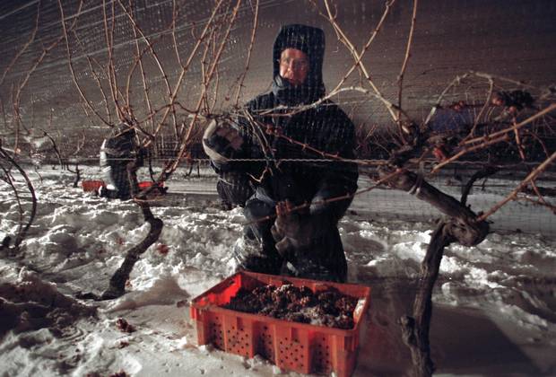 An Inniskillin Winery grape picker harvesting vidal grapes during a 2002 cold snap. The harvest is usually at the end of December or the start of January.
