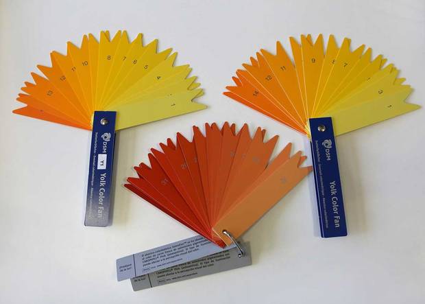 Producers gauge food colour of eggs and salmon by using one of DSMs fan decks, such as the YolkFan and the SalmoFan. Farmers adjust the colour of yolk or salmon by altering an additive in the food they feed their hens and fish.