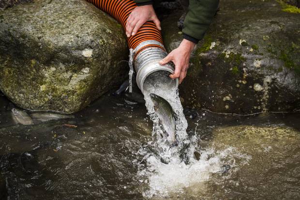 Barry Kolodychuk with the Freshwater Fisheries Society of B.C. restocks Rice Lake in North Vancouver.