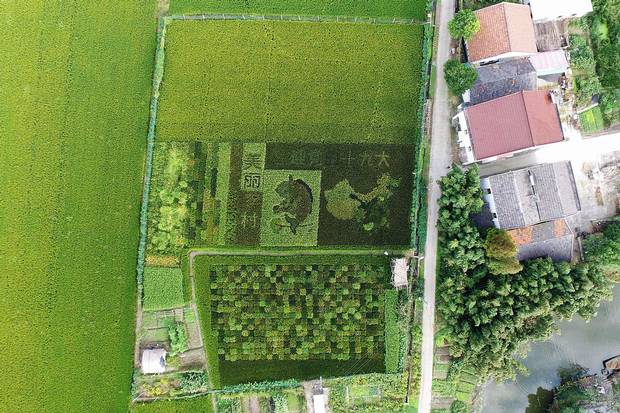 Shanghai: A rice paddy shows a map of China and the words ‘welcoming the 19th Party Congress’ in patterns of differently coloured kinds of rice.