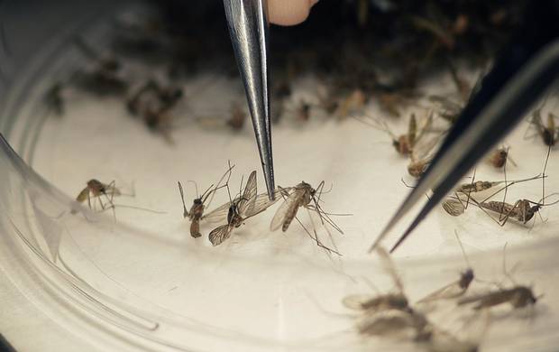 A warmer winter has allowed more adult female Culex mosquitoes to survive and a rainy spring has created standing water for them to lay eggs, says Jennifer Fang, an aquatic biologist for the Toronto and Region Conservation Authority.