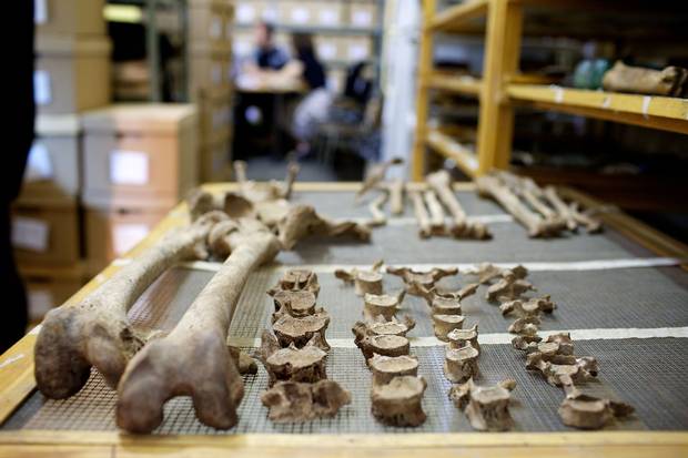 These bones of an unknown man were unearthed from a former Protestant burial ground in Montreal. He was buried with epaulettes and military accoutrements that identify him as a soldier.