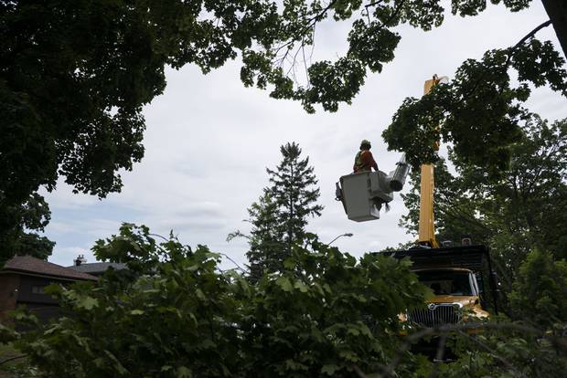In Etobicoke on Friday, July 29 City of Toronto arborists perform maintenance to a tree by cutting off dead and dangerously hanging tree limbs and branches in an effort to increase the tree's lifespan and reduce the hazard of falling and dead branches. The branches, limbs and leaves are then processed through a large woodchipper, and the site is cleaned.