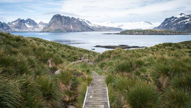 On nearby Prion Island, wooden boardwalks clear a path through tall grass.