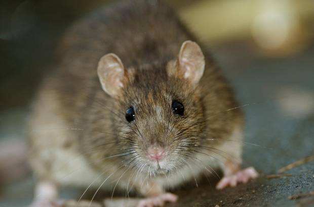 Rats can carry a wide variety of zoonotic diseases, or diseases that can be transmitted from animals to humans, including viruses, bacteria and parasites.
